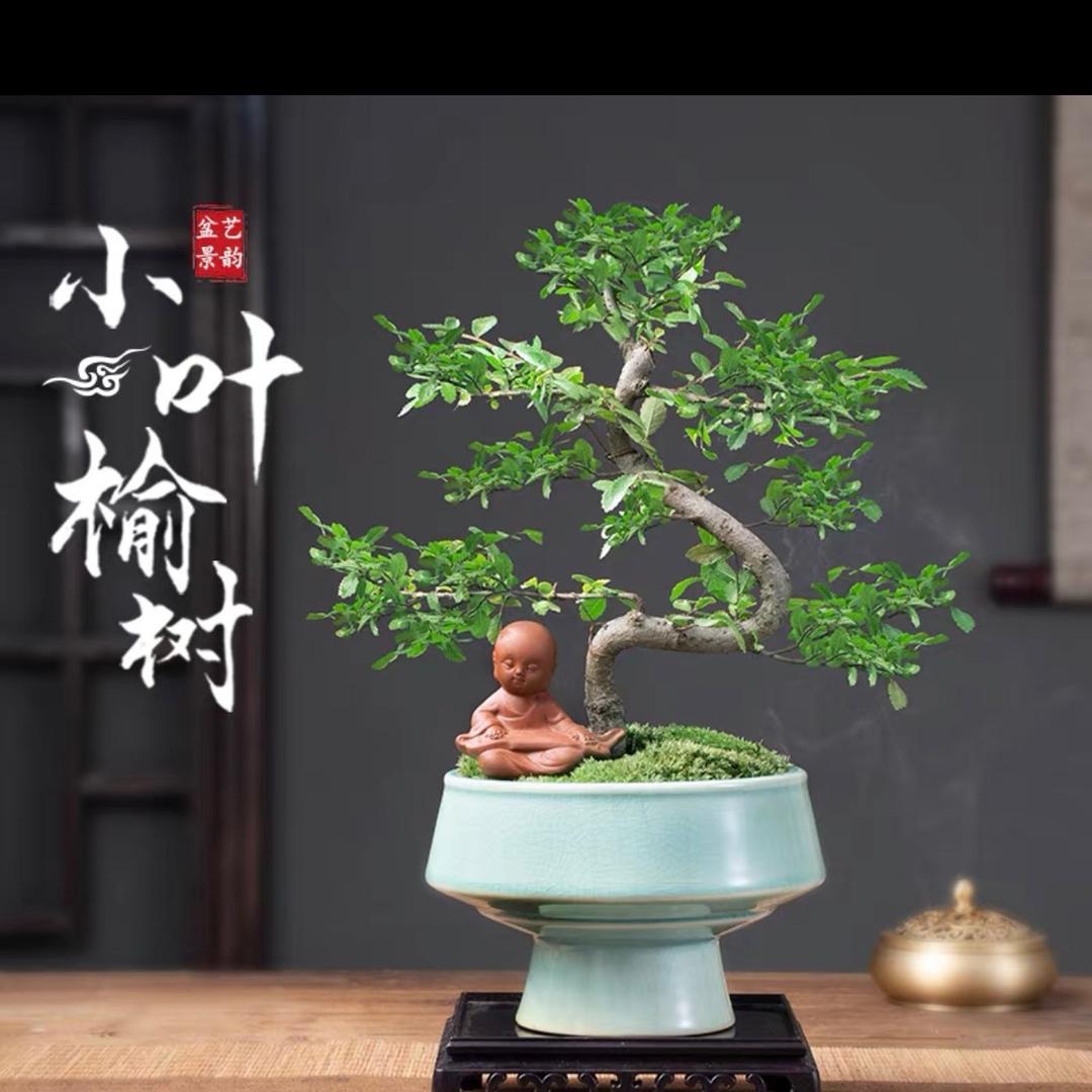 锦绣小盆景