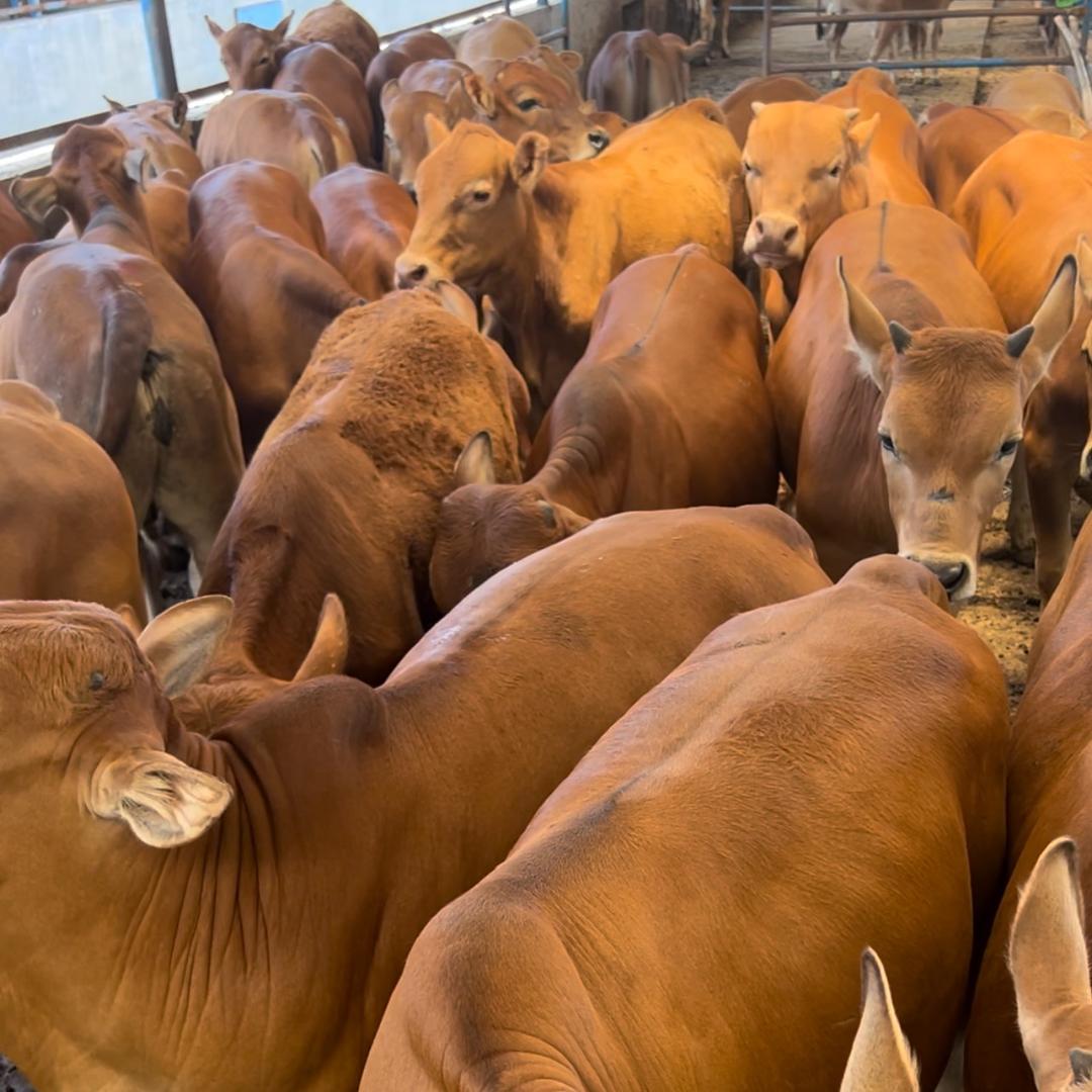 正规靠谱牛场1910