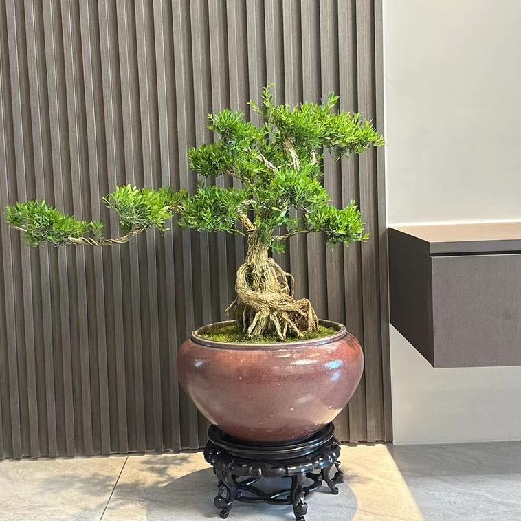 石家庄绿植租赁