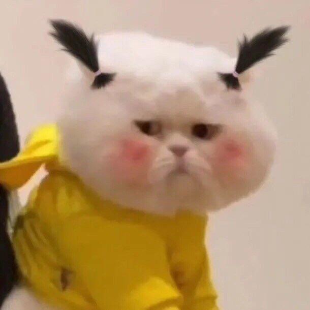 165的大猫猫