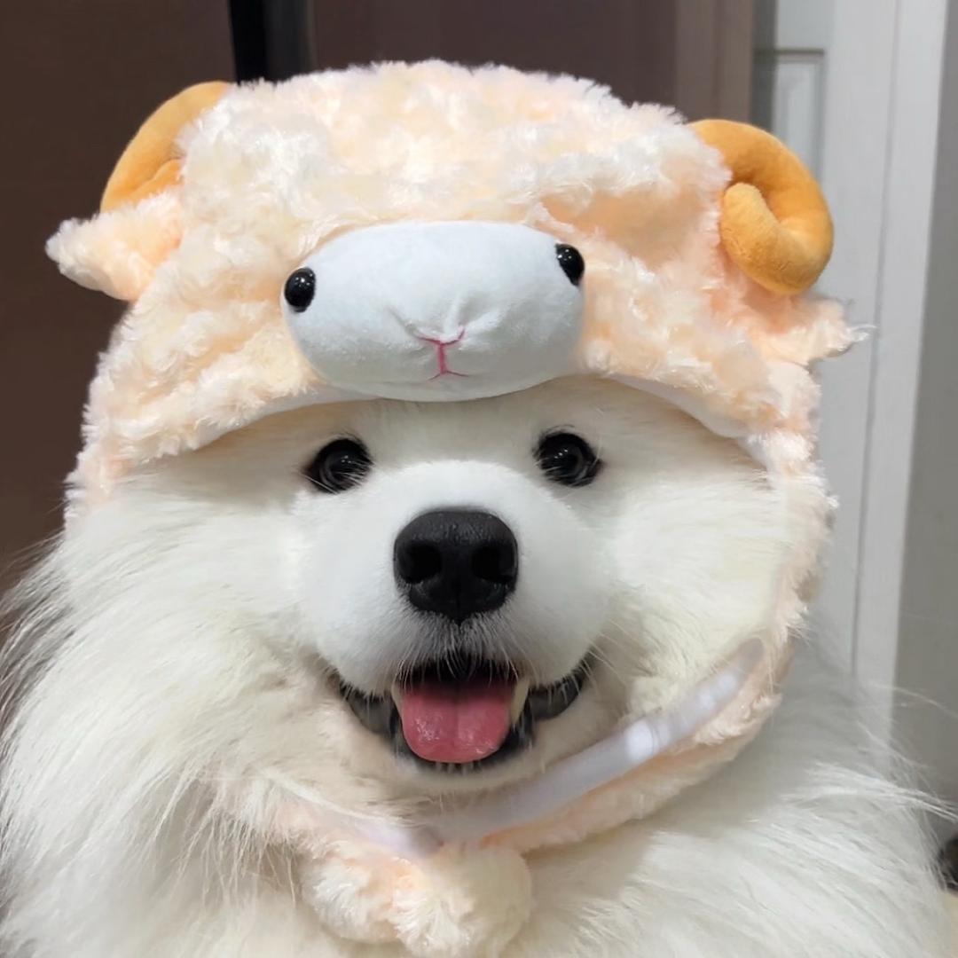 羔手