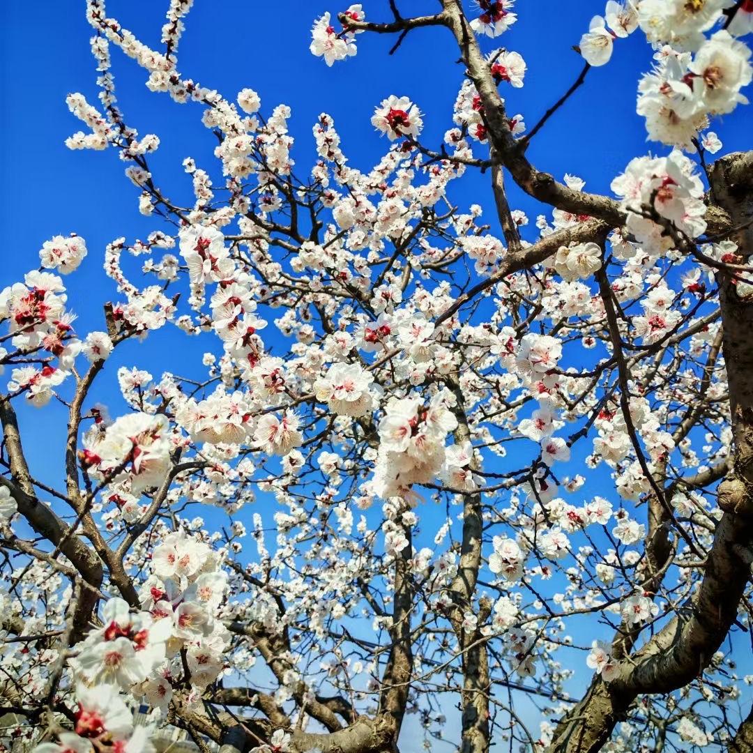 莆田市城厢区药家府互联网直播工作室（个体