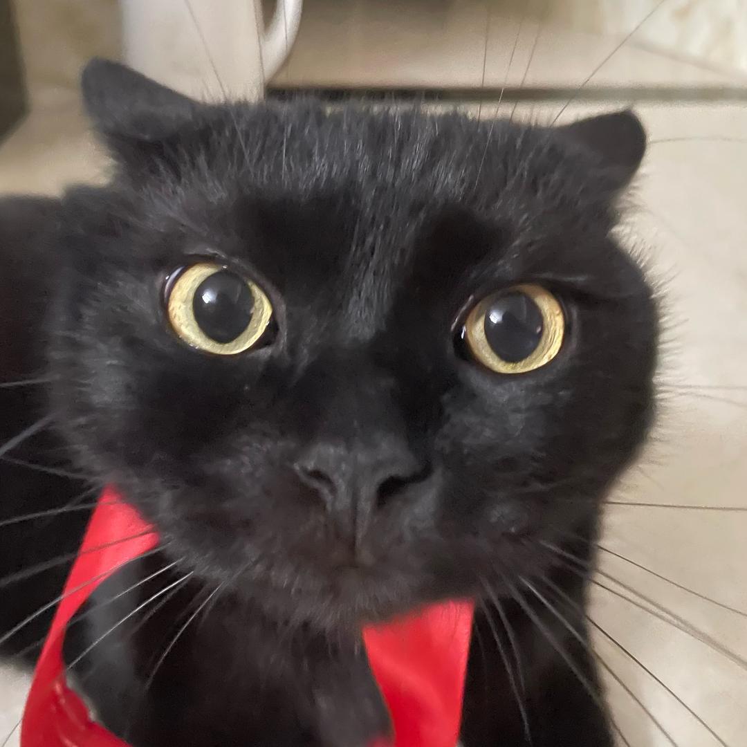 喵了个咪耶✌️