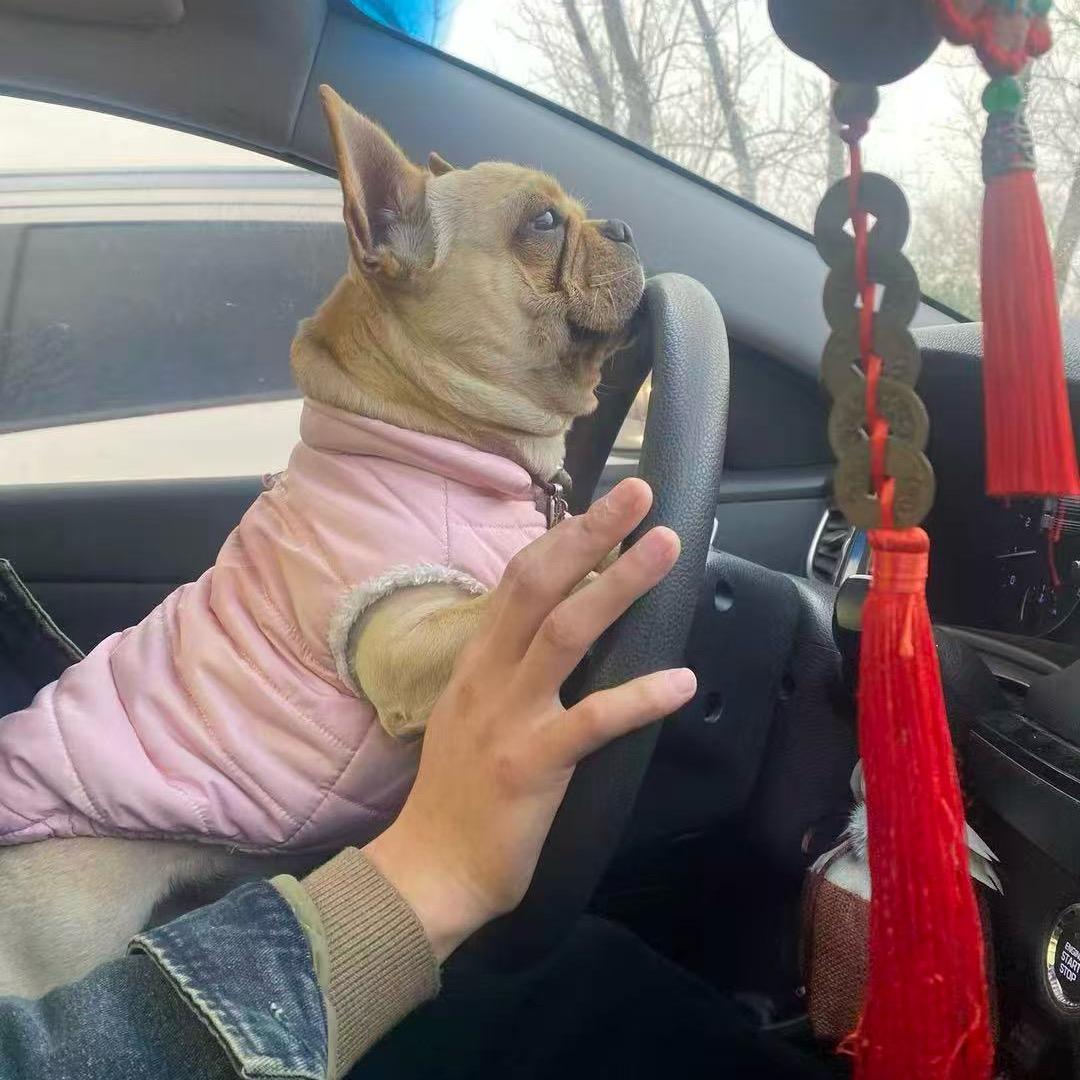 @ 宠来宠去-宠物出行