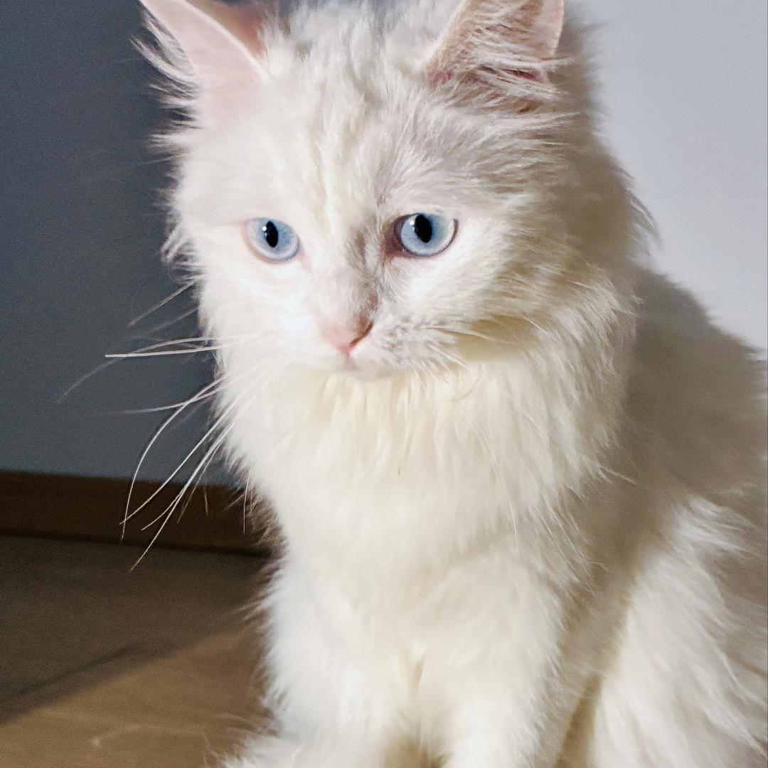 猫猫酱