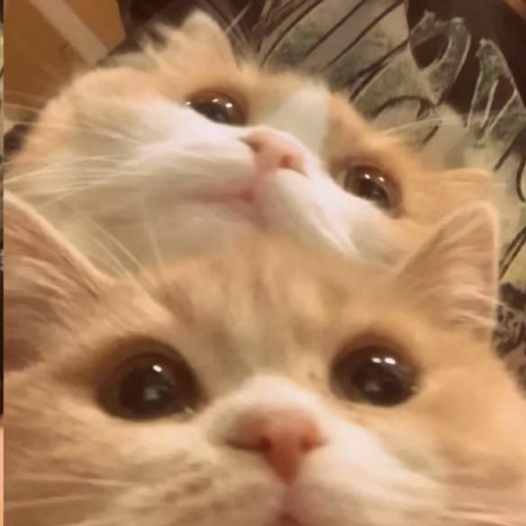 LiiToT