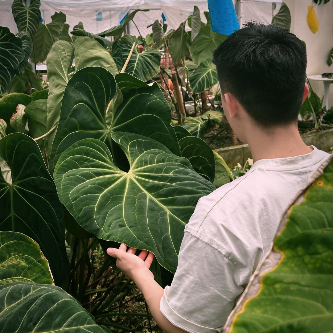 不止植物工作室