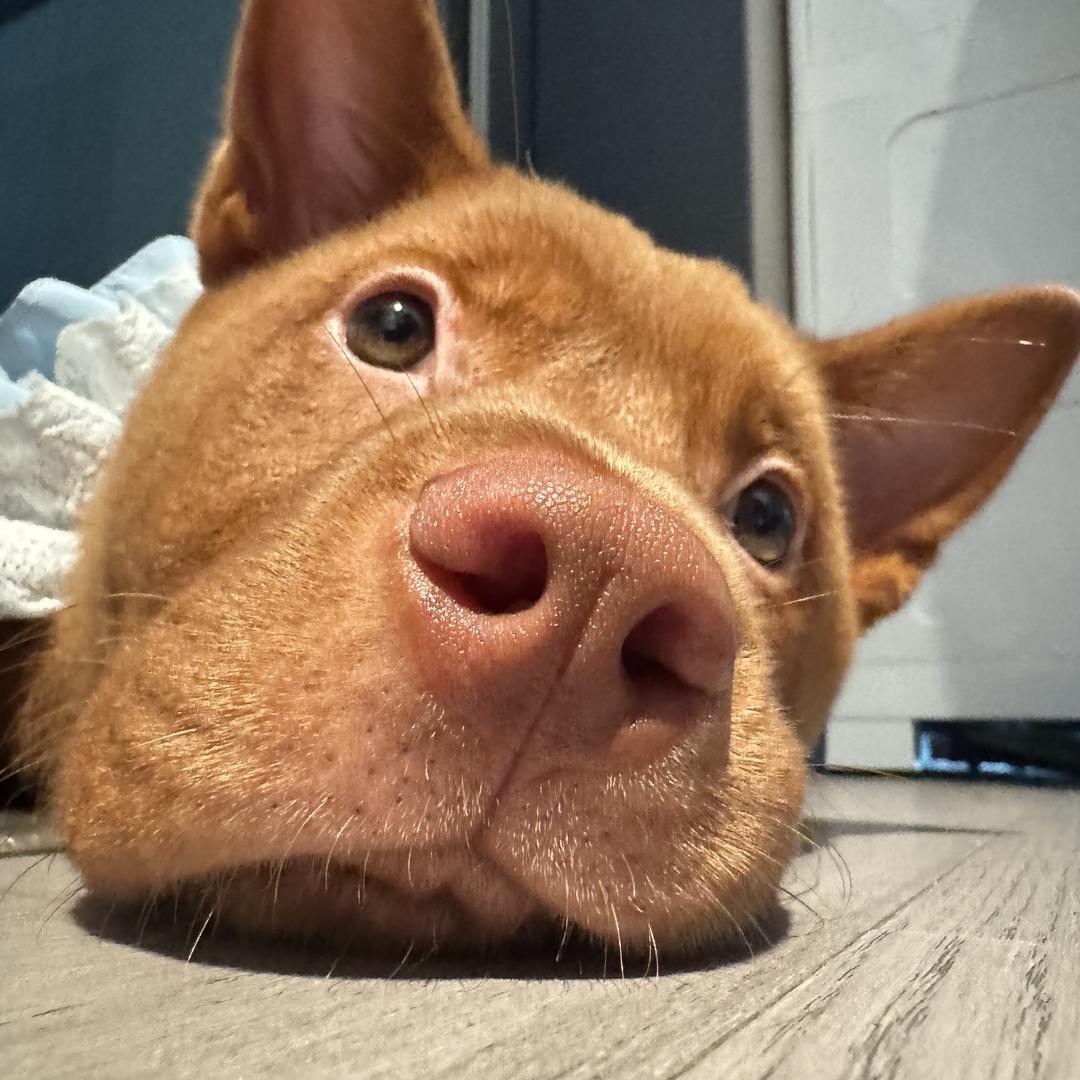 福鑫の木兰汪女士