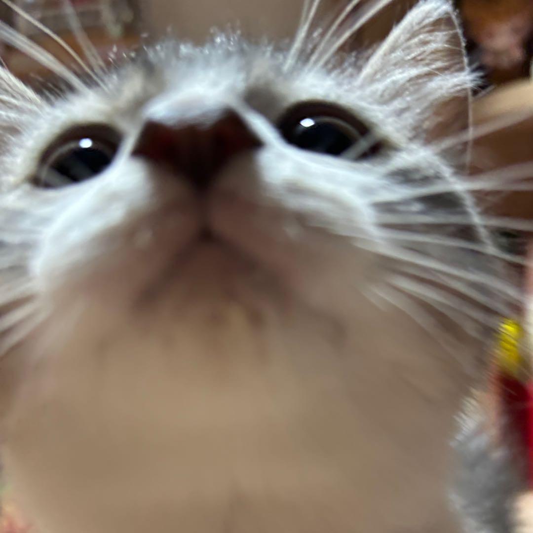 找不到猫猫៸៸᳐⦁⩊<៸៸᳐ ੭