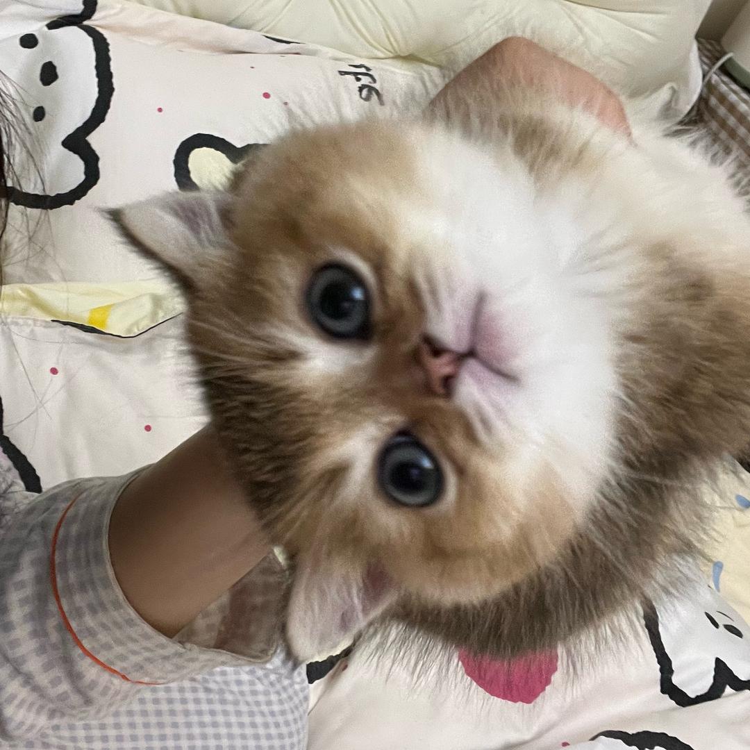 方小雨的猫