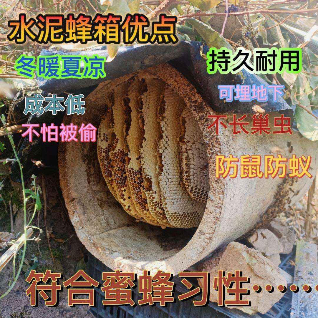 养蜂教练