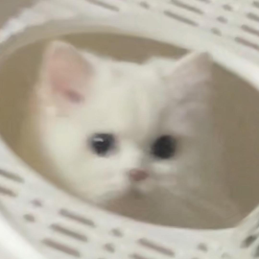 程呸呸