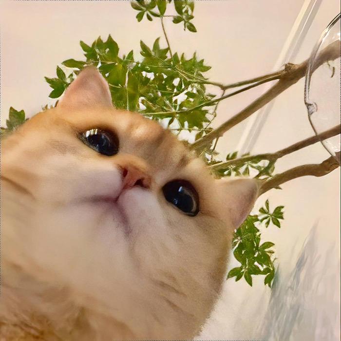 蛋炒西红柿