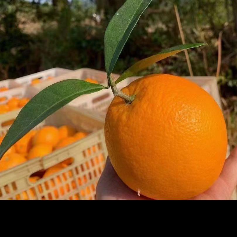江西赣南脐橙寻乌脐橙@@好甜多汁
