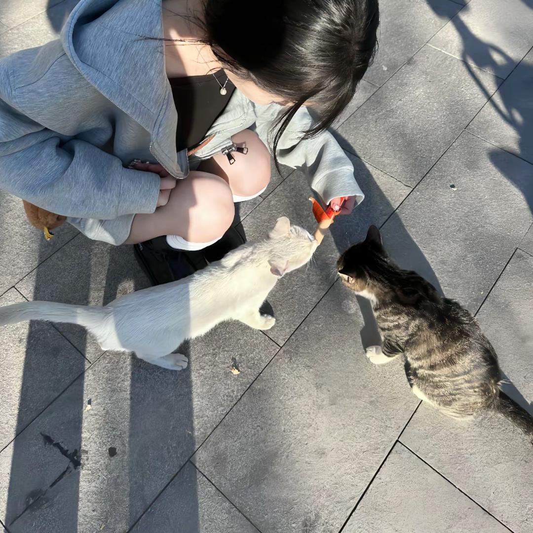 猪头小智