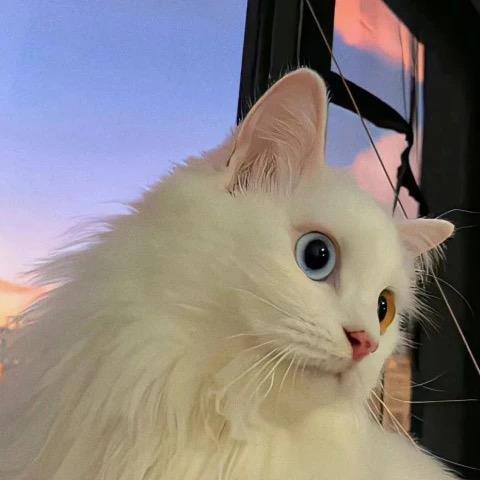 ˢⁱ💢 🧊美式