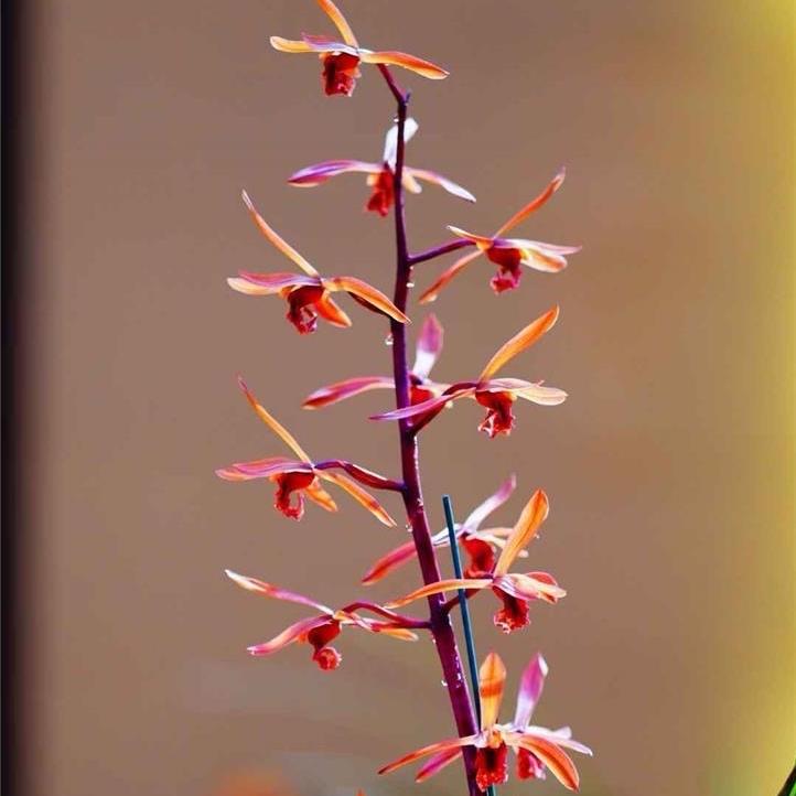 沈家兰花农场