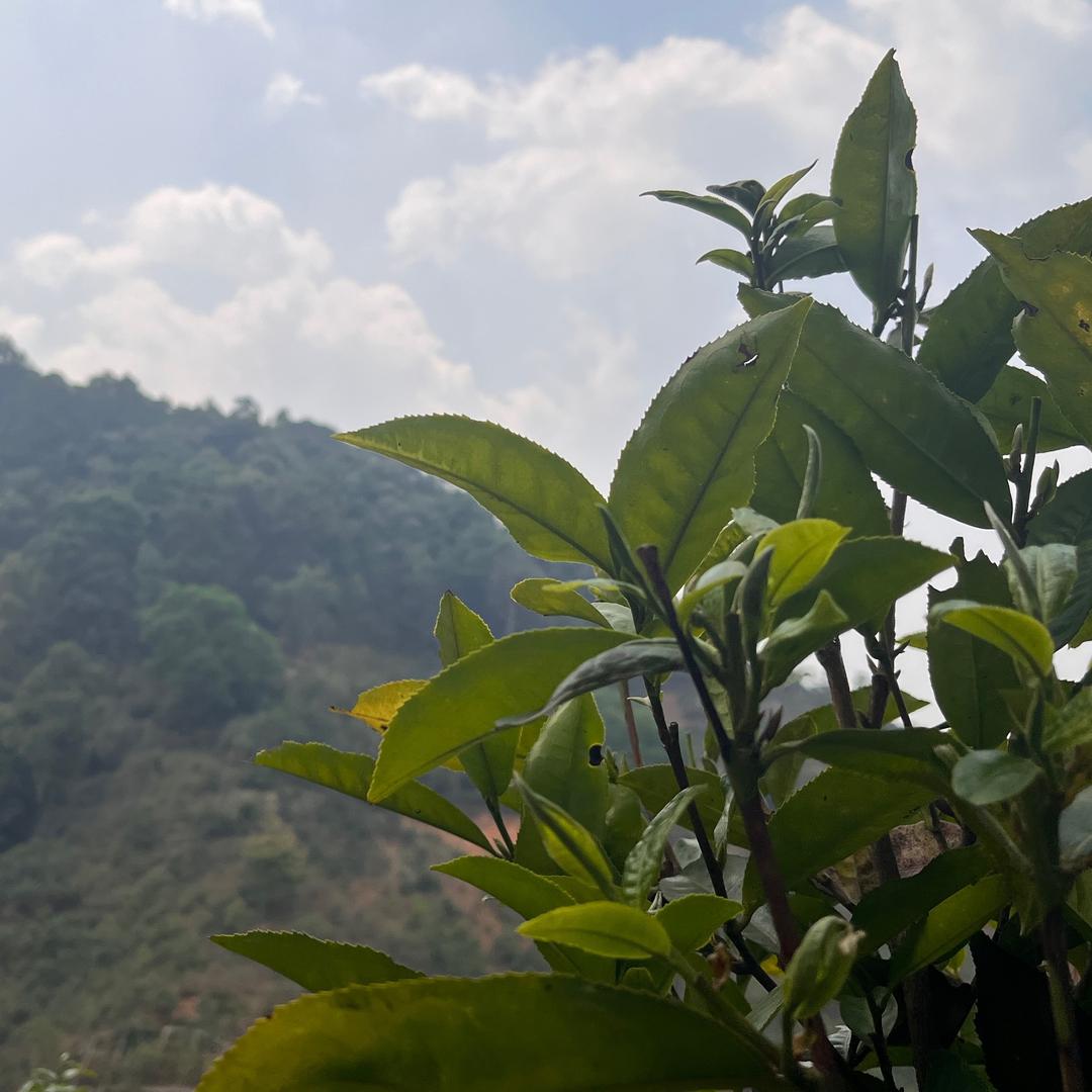 南方小茶馆