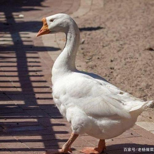 养鹅大讲堂🦢
