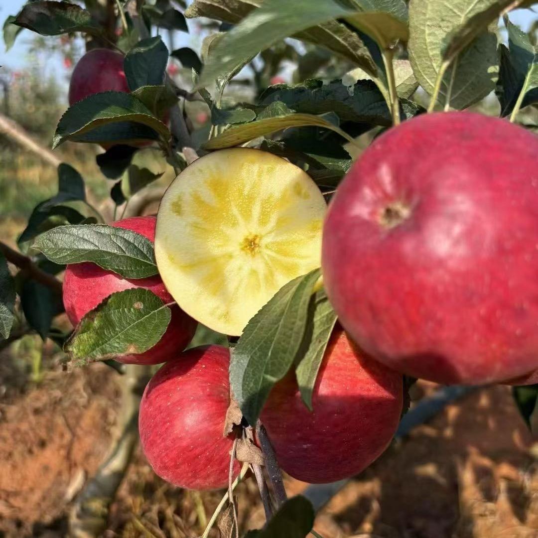 昭通卖🍎的小牛牛