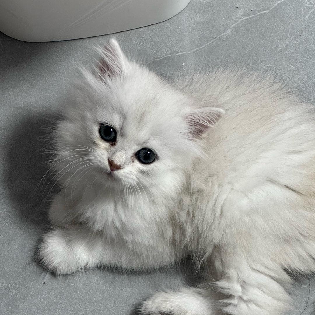 笙笙是只猫