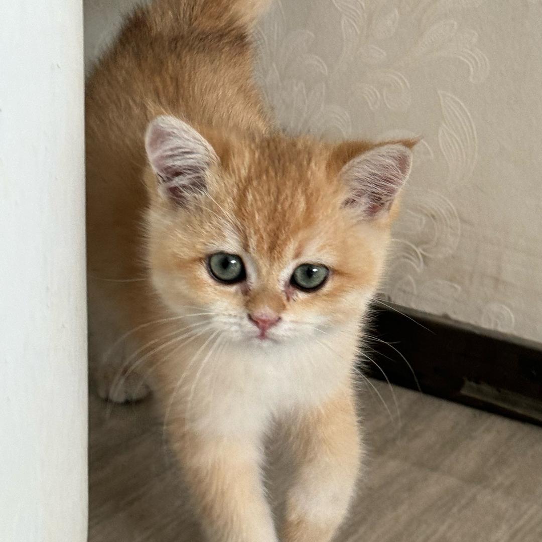 十五是只猫