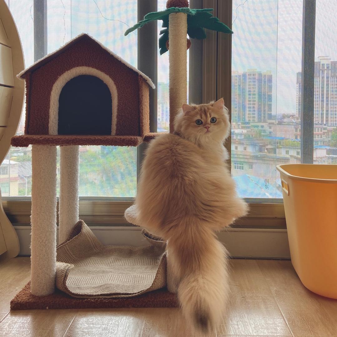 喜禾·猫社