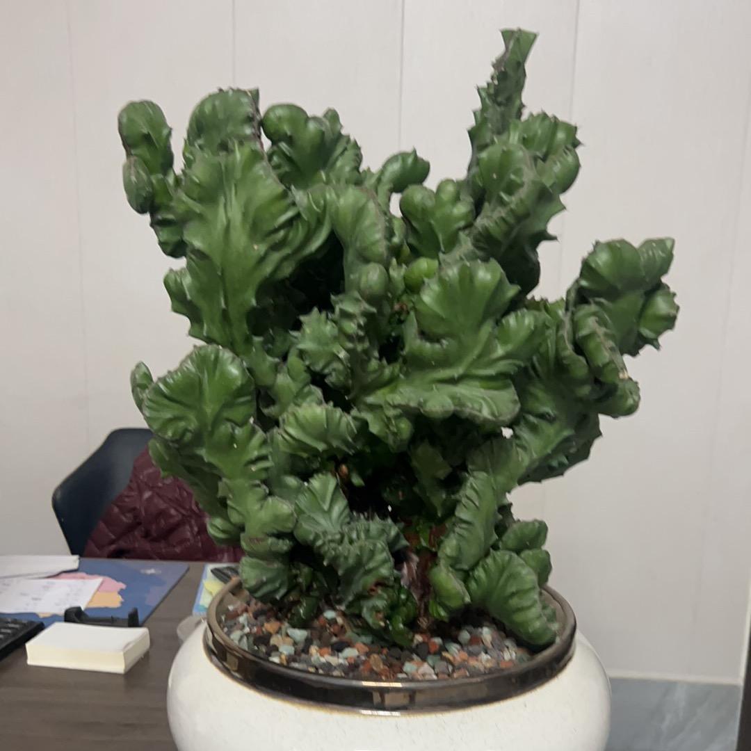 鸿驰胶带厂