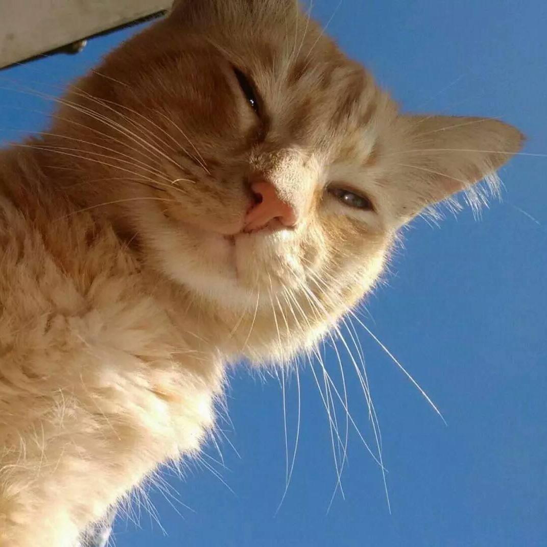 糯糯
