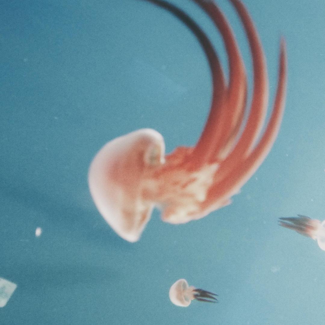 孔如故