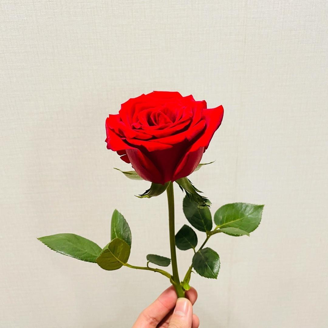 🐰最幸运的幸运🐰