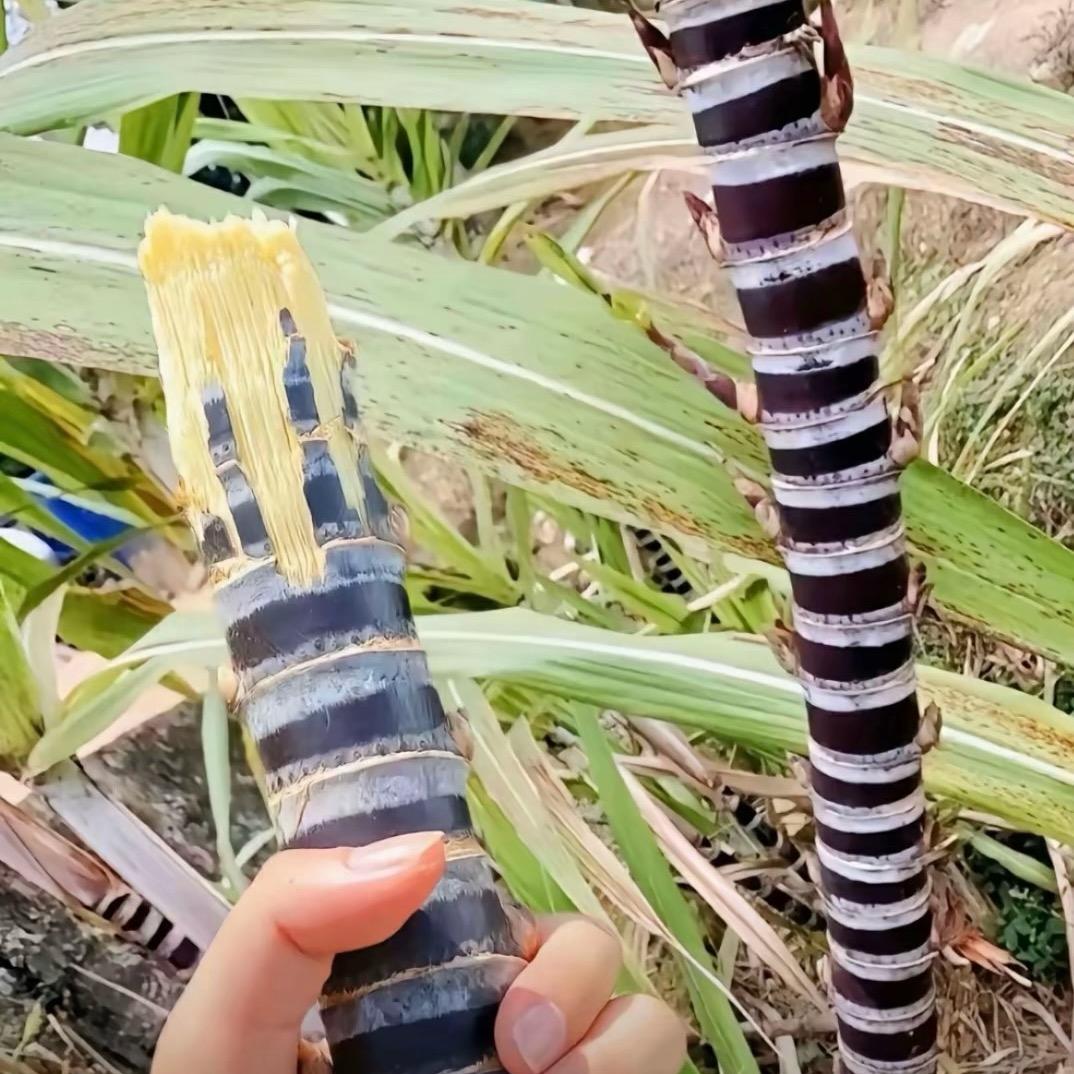 王者．巅子
