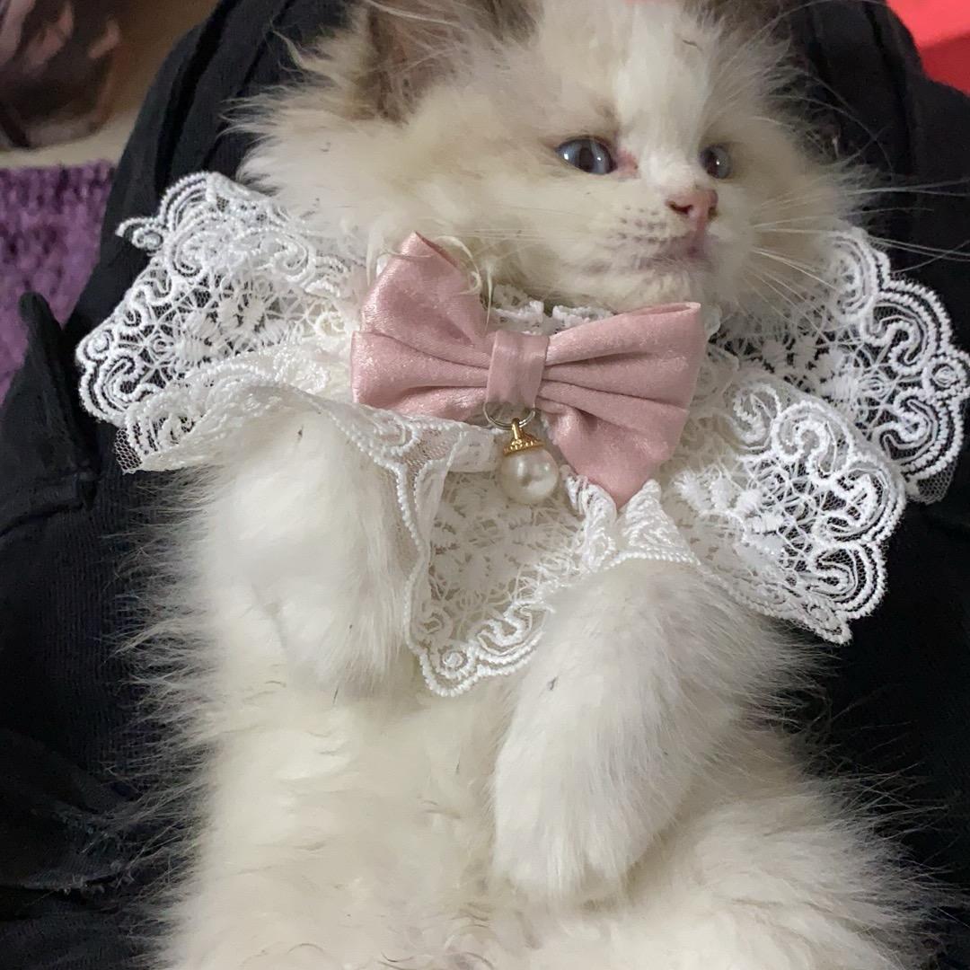 鱼（右滑有橘）