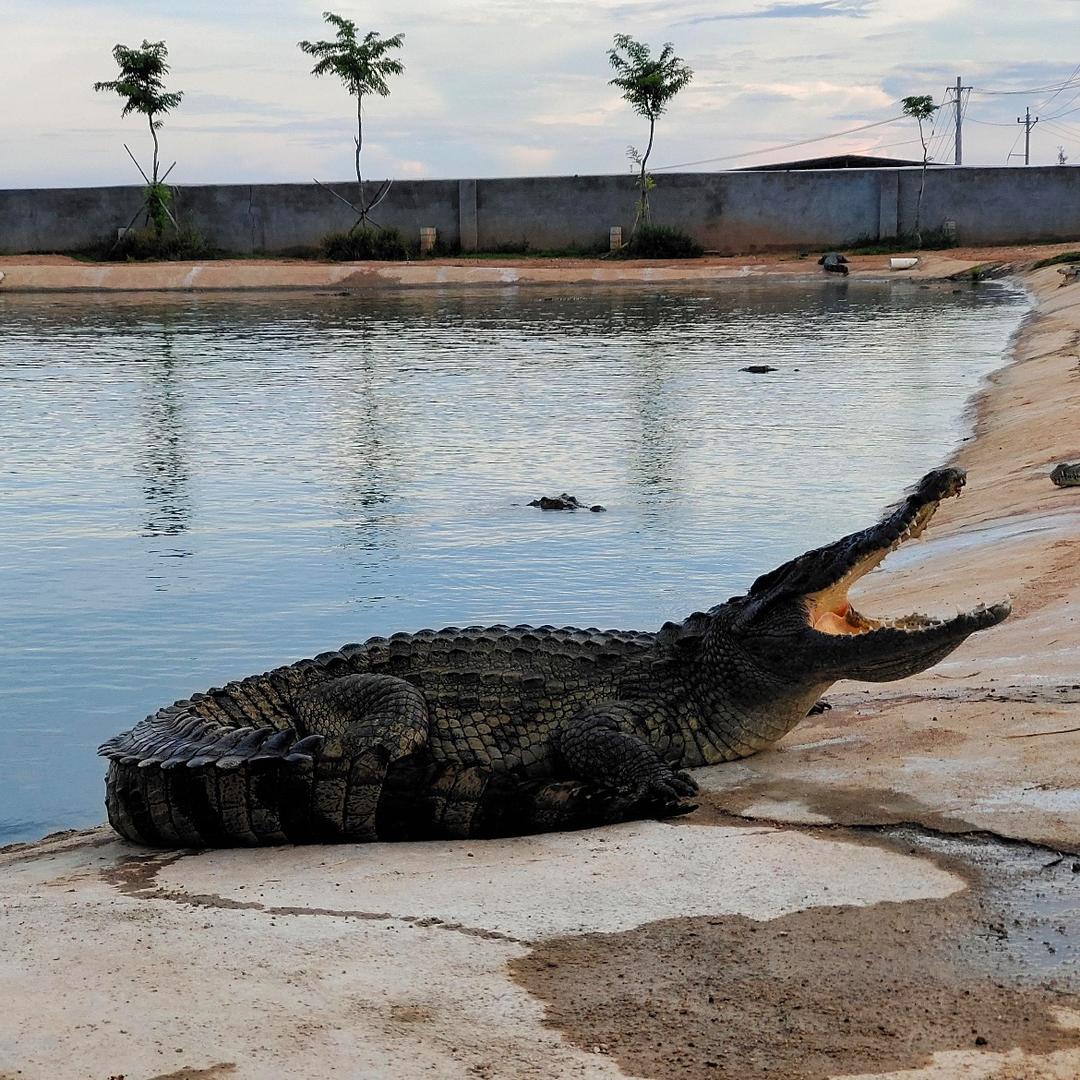 懂事“会”🐊金子姐