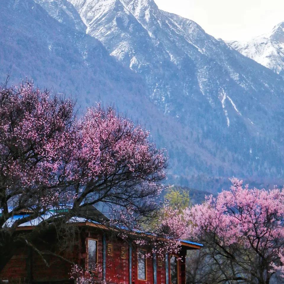 塔什库尔干雄鹰