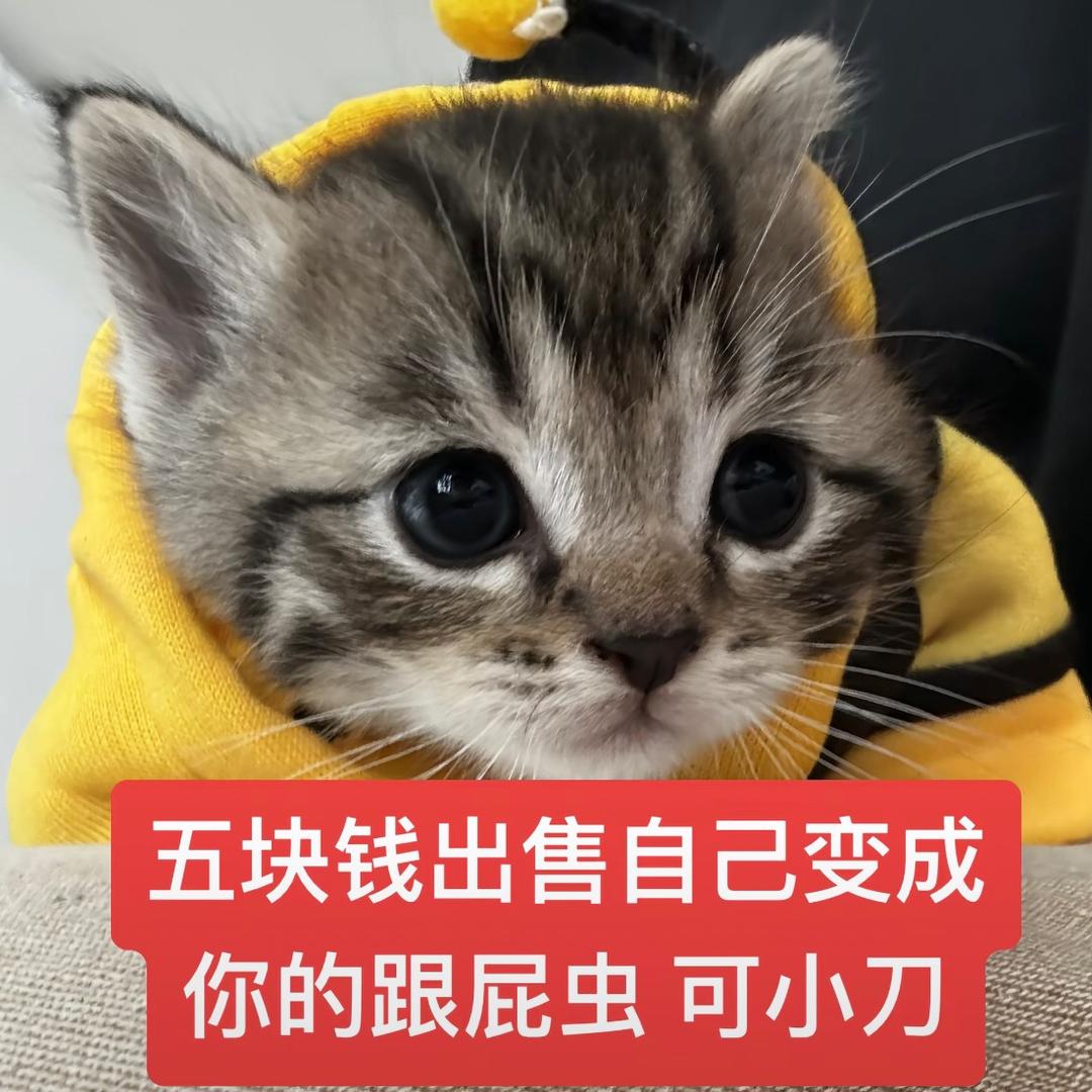 你别给我喵喵汪汪