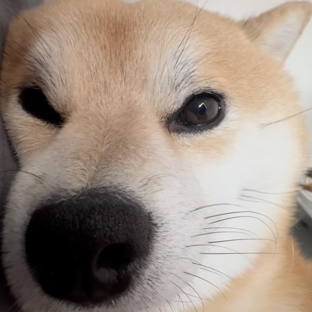 沙狗本人