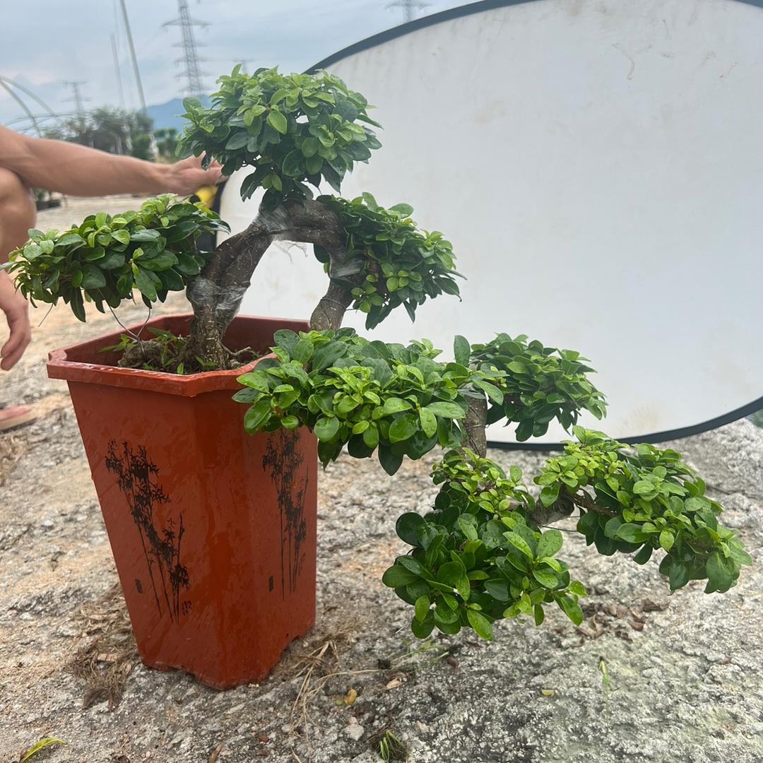 漳州高新区九湖铭惠园艺场