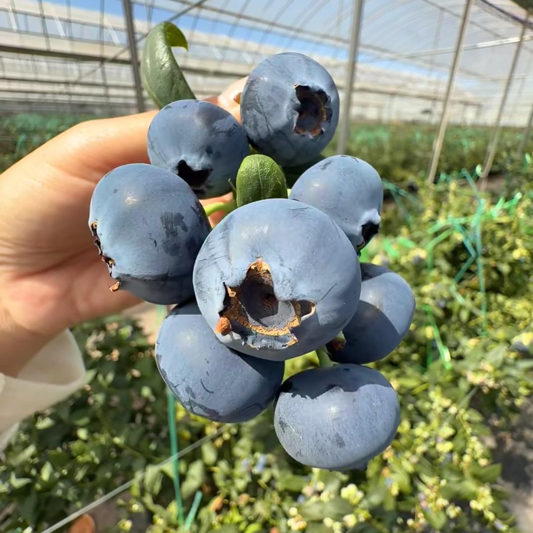 南枳潇白果树苗木专卖店