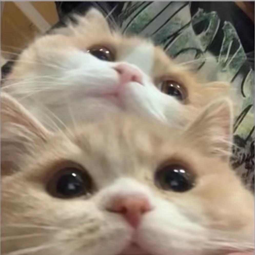 Uzcf