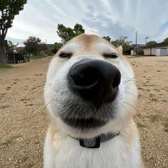 11（三角洲行动）