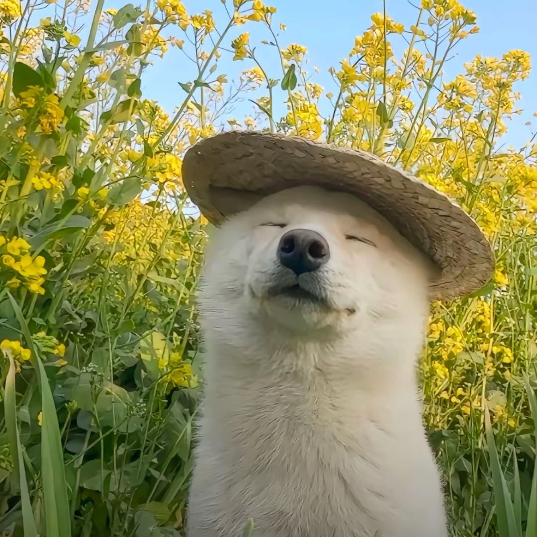 超肥神秘打野点🥕