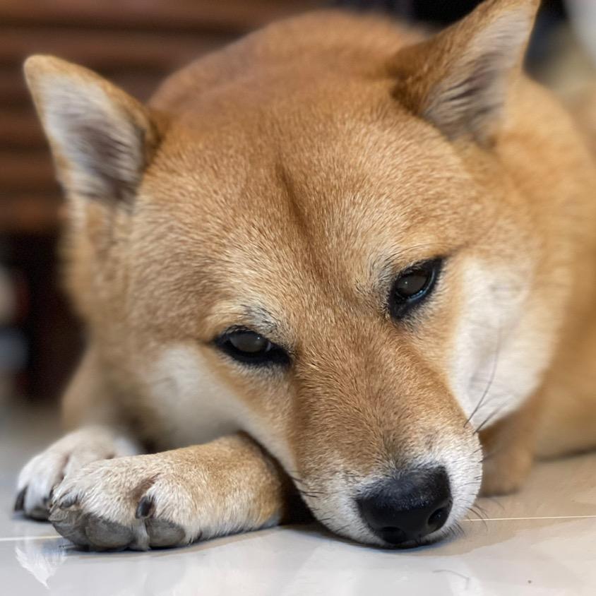 小小怪狗王