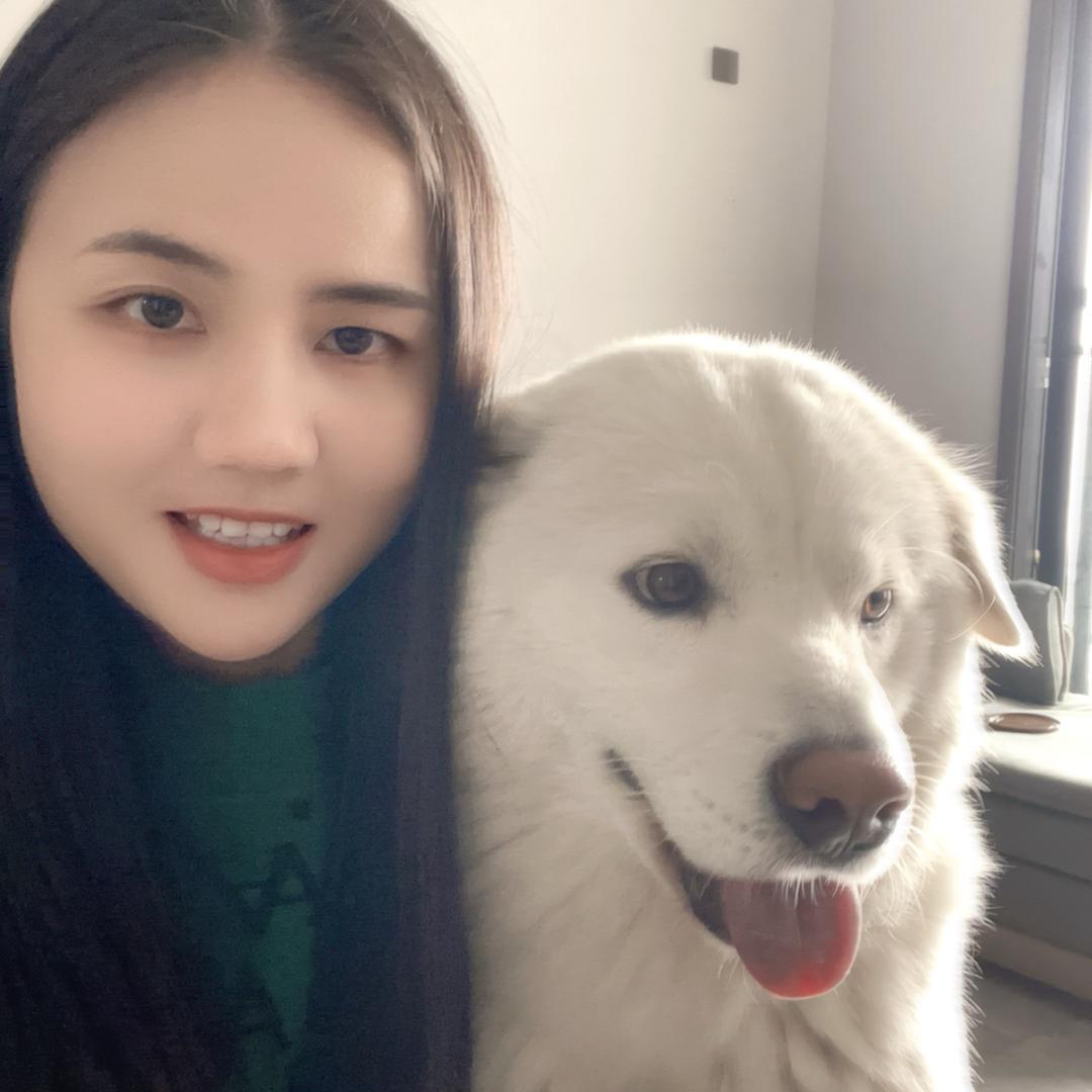 招财是一只中华田园犬