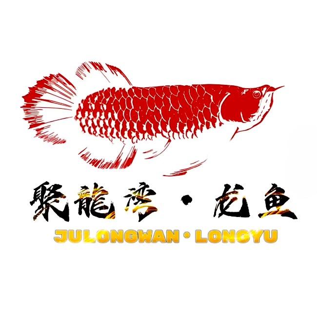 聚龙湾龙鱼虎鱼水族店