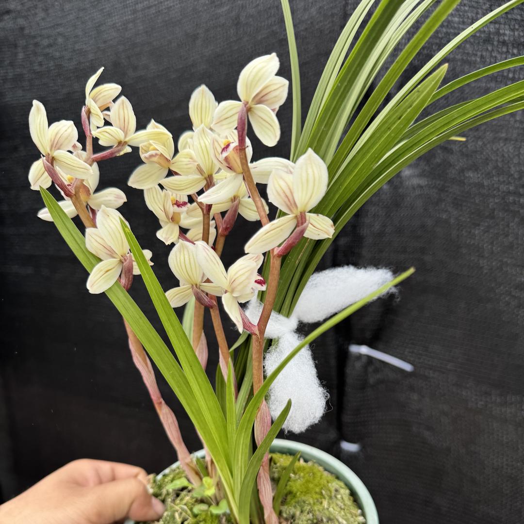 黔兰小张花卉兰苑