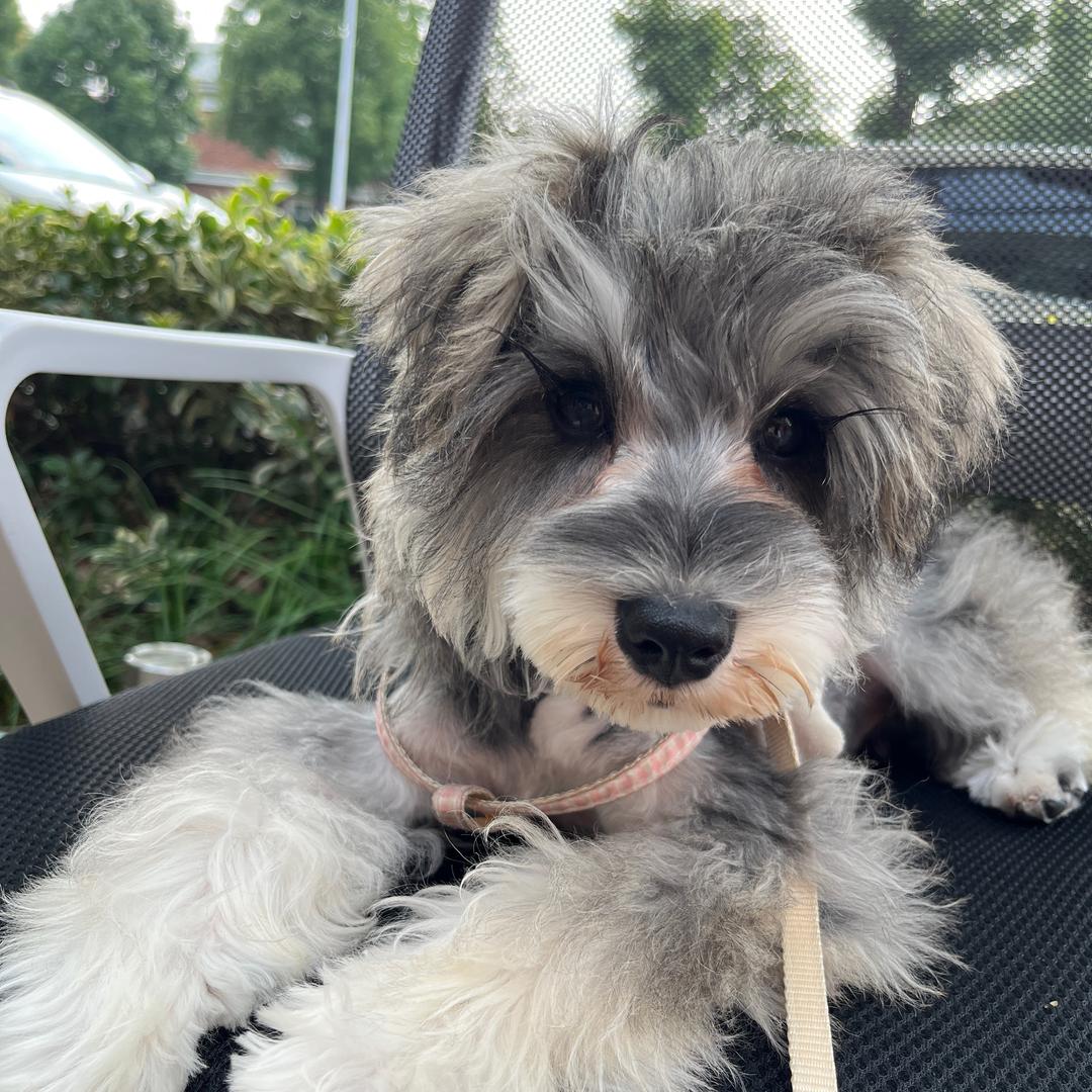 粘人精是雪纳瑞进宝呀