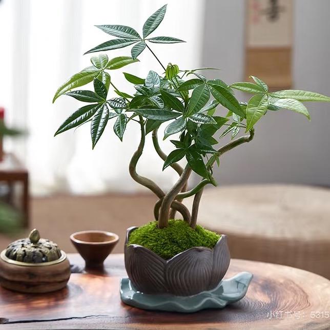 D粥咨询