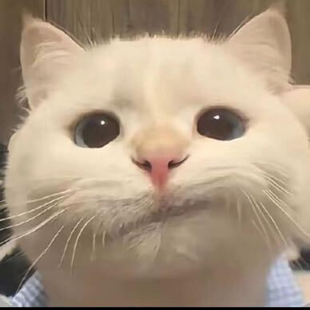小野猫