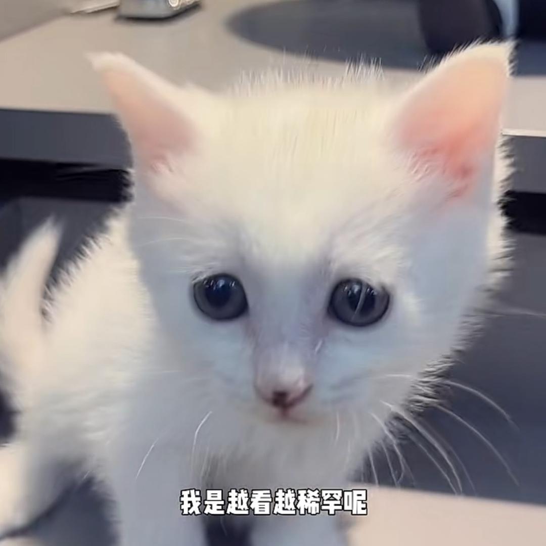 [六月]是只猫
